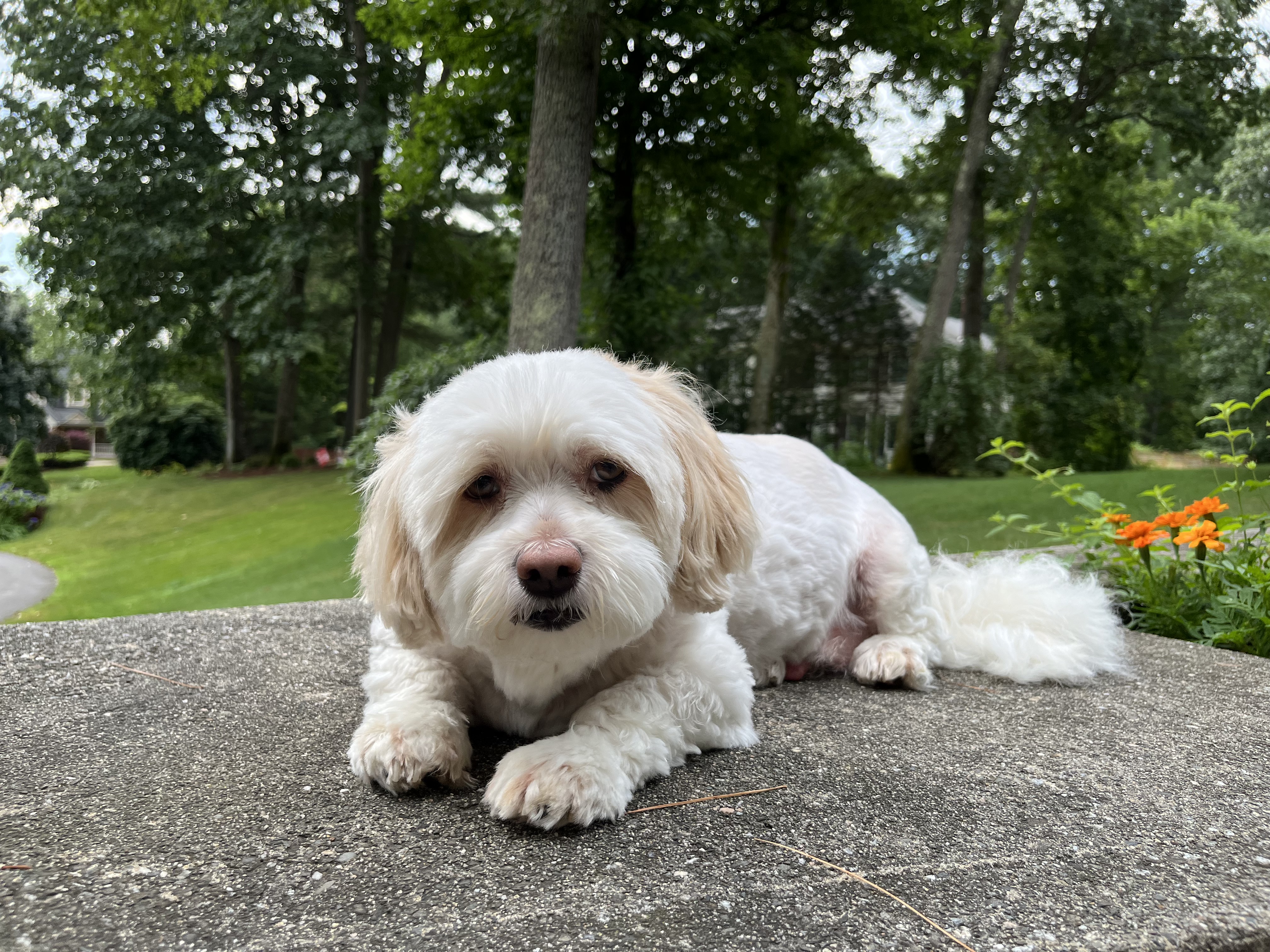 Charlie the Dog